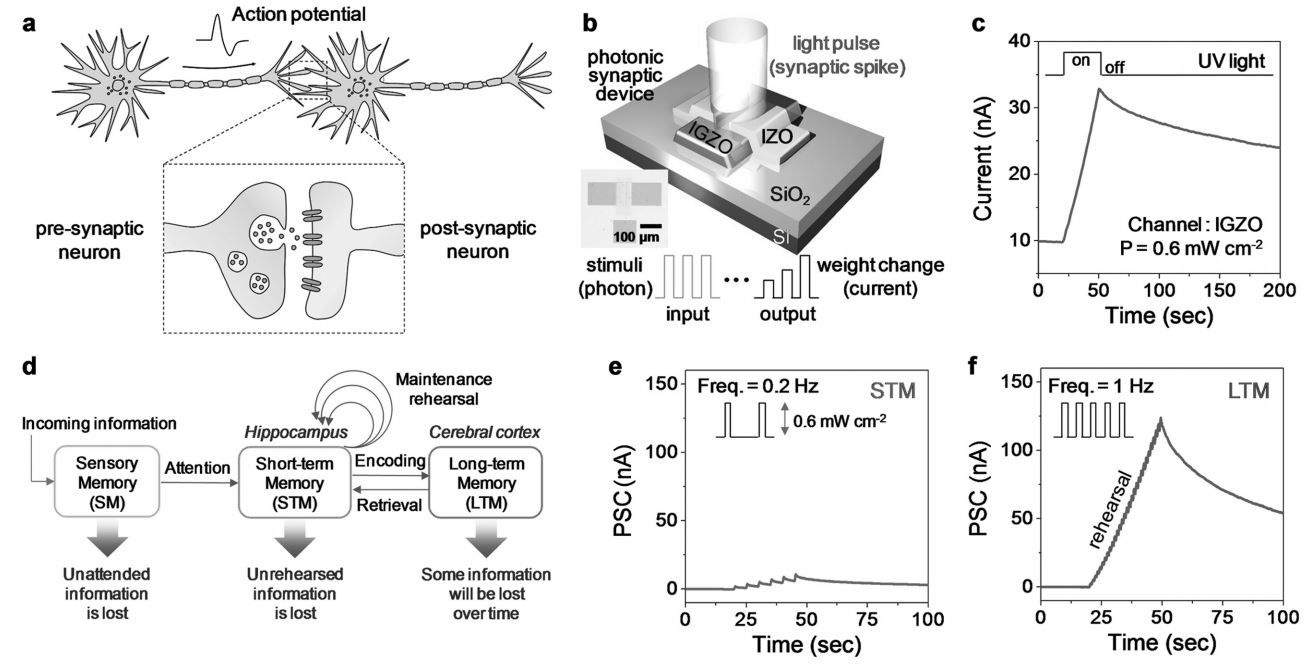 Brain-Inspired Photonic Neuromorphic Devices using Photodynamic Amorphous Oxide Semiconductors and their Persistent Photoconductivity