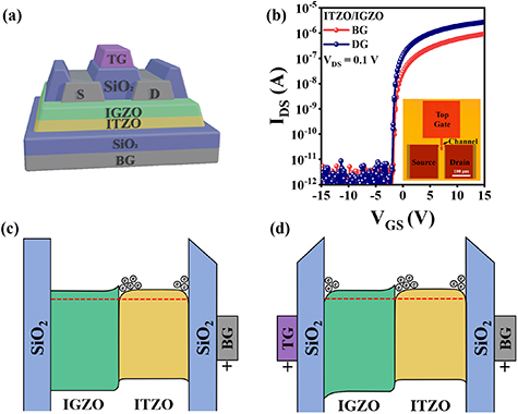 Dual-gate ITZO/IGZO heterojunction thin-film transistor with enhanced mobility and stability