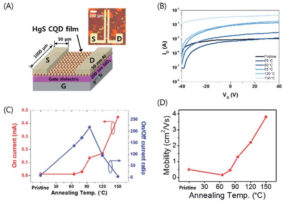 High electron mobility of b-HgS colloidal quantum dots with doubly occupied quantum states
