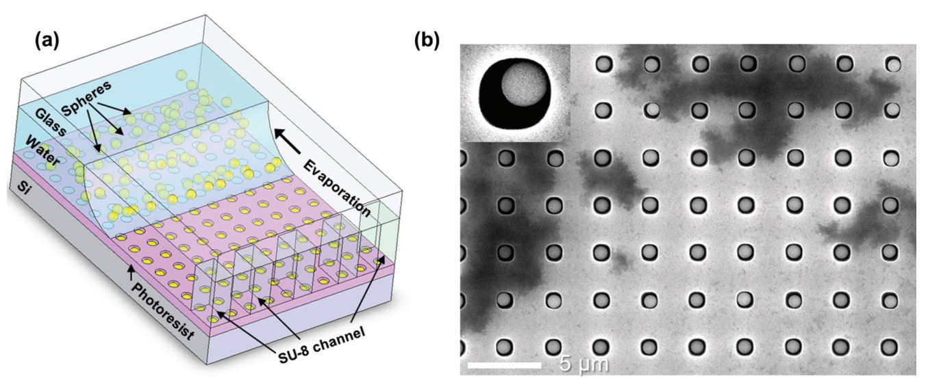 Meniscus-controlled Water-based Assembly of Sphere Particles for Chemical Vapor Detection